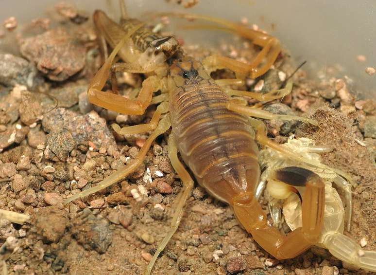 O veneno do escorpi&atilde;o amarelo da Palestina &eacute; estudado por conter toxinas e pept&iacute;deos capazes de interagir de forma espec&iacute;fica com canais i&ocirc;nicos e receptores nas c&eacute;lulas humanas &ndash; Tola Kokoza/Wikimedia Commons