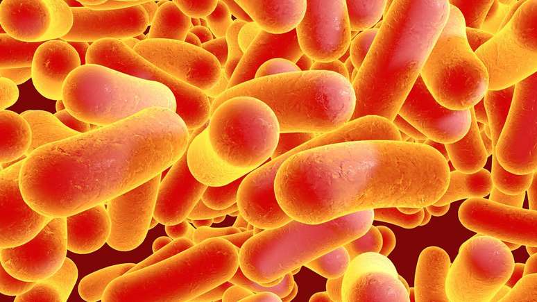 A ostras são organismos filtradores, ou seja, retiram nutrientes da água ao filtrar grandes volumes de líquido. Nesse processo, acabam acumulando não só partículas orgânicas, mas também microrganismos presentes no ambiente, incluindo bactérias como Salmonella spp.. – depositphotos.com / katerynakon