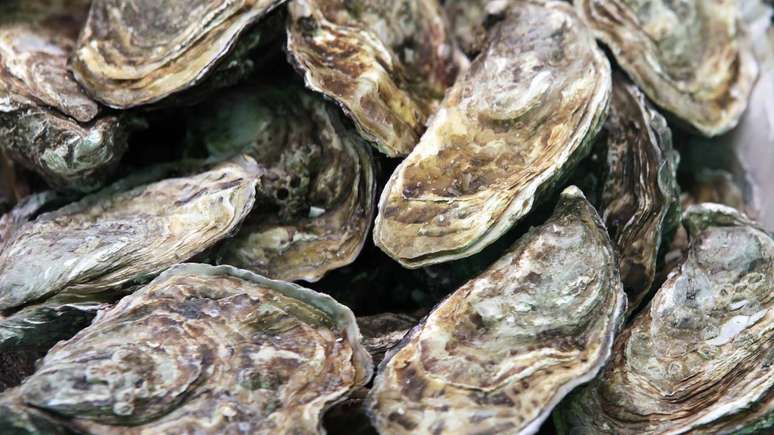 Embora a Salmonella seja mais conhecida em produtos como frango e ovos, especialistas em segurança alimentar destacam que frutos do mar, em especial bivalves como as ostras, também podem carregar a bactéria – depositphotos.com / spopov