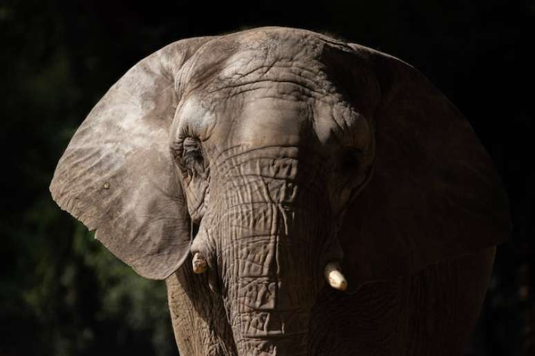 Pupy chegou ao SEB em abril de 2025, mas morreu cerca de seis meses depois.