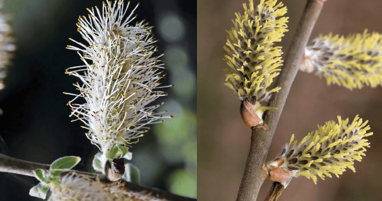 Flores masculinas (&agrave; esquerda) e femininas (&agrave; direita) de salgueiro. Shutterstock collage