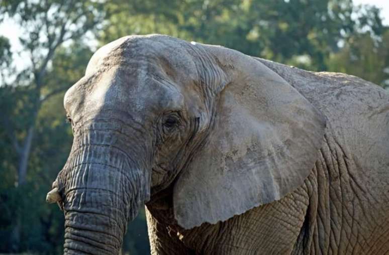 Kanya morreu dezembro de 2025, cinco meses depois de chegar ao Santu&aacute;rio dos Elefantes Brasil, em Mato Grosso.
