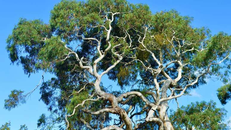 O eucalipto &eacute; uma &aacute;rvore conhecida pelo crescimento r&aacute;pido e pela altura impressionante, podendo atingir mais de 20 metros em determinadas esp&eacute;cies &ndash; depositphotos.com / sandwalker