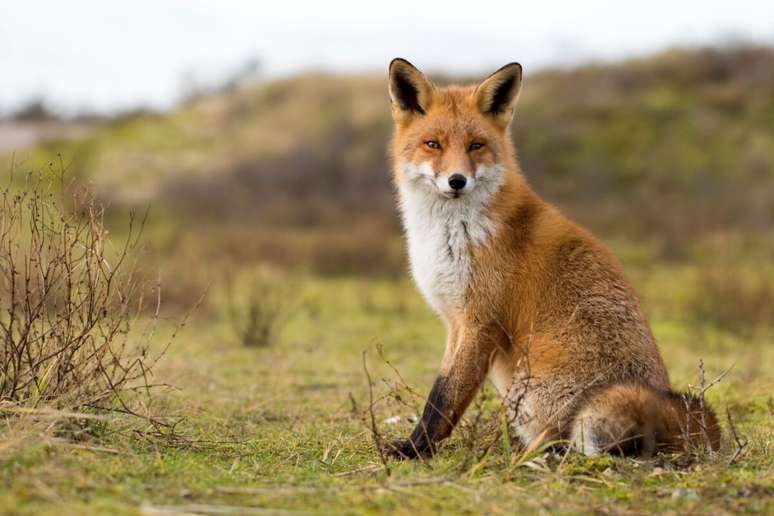 Ca&ccedil;ar pequenos mam&iacute;feros &eacute; a base da dieta das raposas, mas elas tamb&eacute;m consomem insetos, ovos e frutos silvestres 