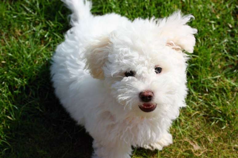 O bichon bolonh&ecirc;s &eacute; apegado ao tutor e prefere ambientes tranquilos 