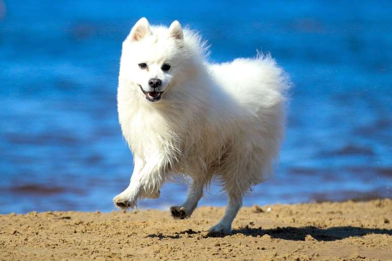O spitz japon&ecirc;s &eacute; um cachorro alerta, inteligente e muito fiel ao tutor 