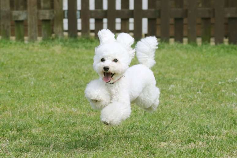 O poodle toy &eacute; uma das ra&ccedil;as mais inteligentes do mundo 
