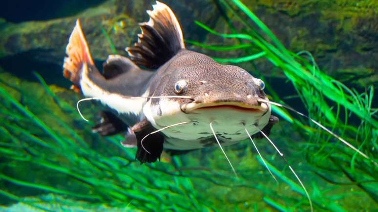 Especialistas em ambiente marinho apontam diferentes hip&oacute;teses para a presen&ccedil;a de bagres nas praias de forma mais intensa &ndash; depositphotos.com / aapsky