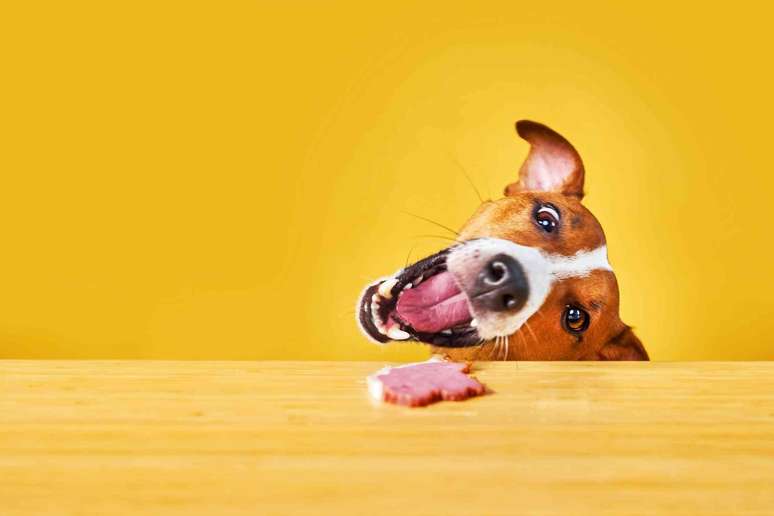 fundo amarelo, jack russell comendo carne da mesa