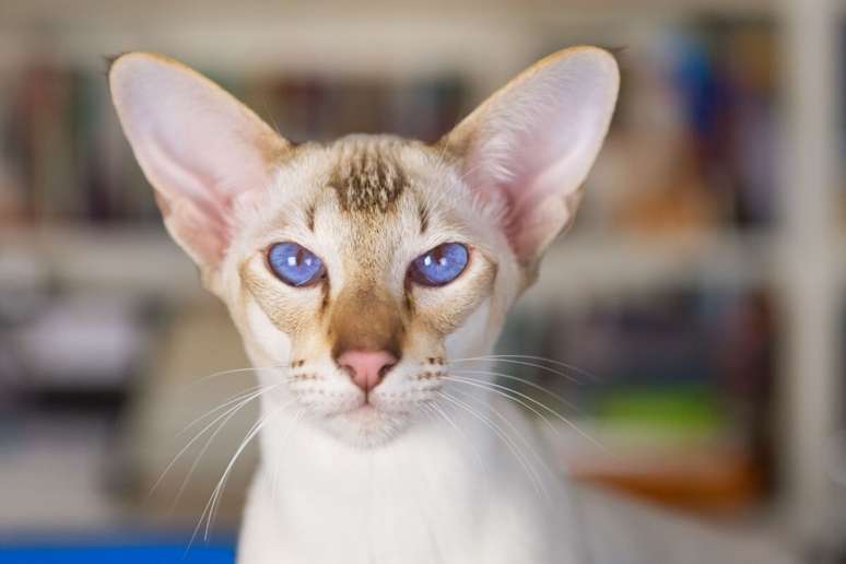 O oriental shorthair costuma explorar o ambiente com intensidade, observar movimentos e participar da rotina da casa 