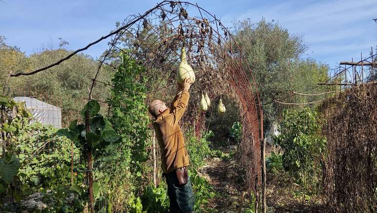 Entre muitas outras coisas, Roger cultiva na horta ab&oacute;boras Yakteen, uma variedade palestina