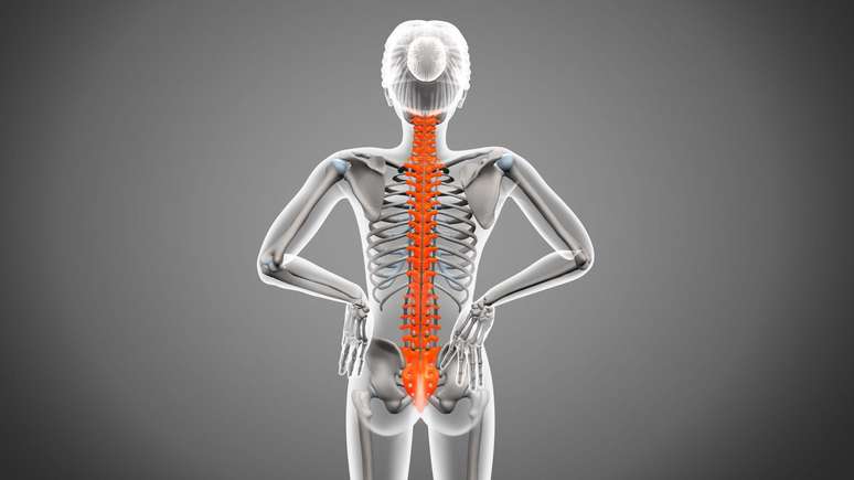 A espinha humana compreende normalmente 33 v&eacute;rtebras, que v&atilde;o da base do cr&acirc;nio at&eacute; a parte superior das n&aacute;degas. As nove inferiores s&atilde;o fundidas entre si.