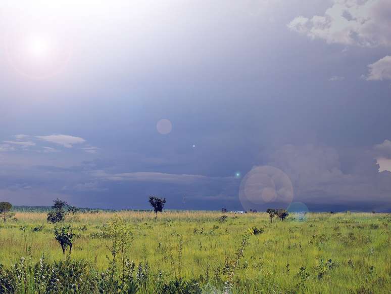 Em 2026, iniciativas de valoriza&ccedil;&atilde;o de esp&eacute;cies nativas e de biodiversidade alimentar ganham espa&ccedil;o, e a mama-cadela surge como candidata a integrar cat&aacute;logos de produtos regionais e feiras especializadas em alimentos do Cerrado &ndash; Joedison Rocha/Wikimedia Commons
