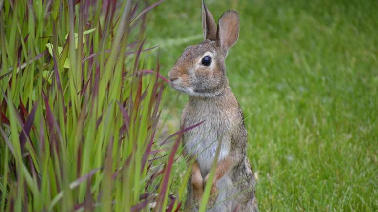 coelho &ndash; depositphotos.com / sunlover