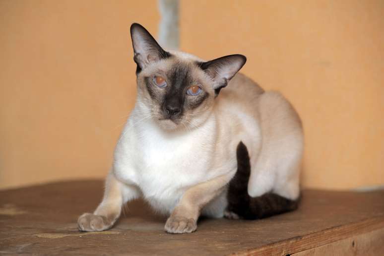 O gato siam&ecirc;s&nbsp;se destaca pela curiosidade e pela necessidade de participa&ccedil;&atilde;o na rotina da casa 