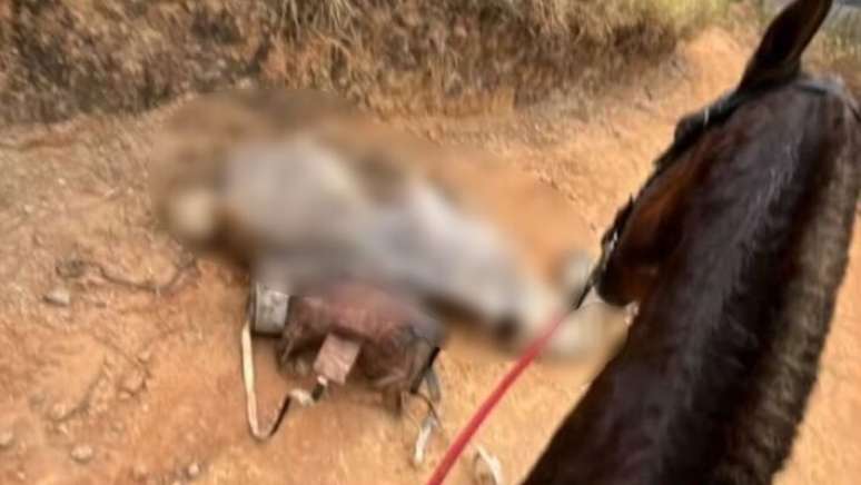 Pol&iacute;cia investiga den&uacute;ncia de maus-tratos a cavalo mutilado com fac&atilde;o em Bananal, SP