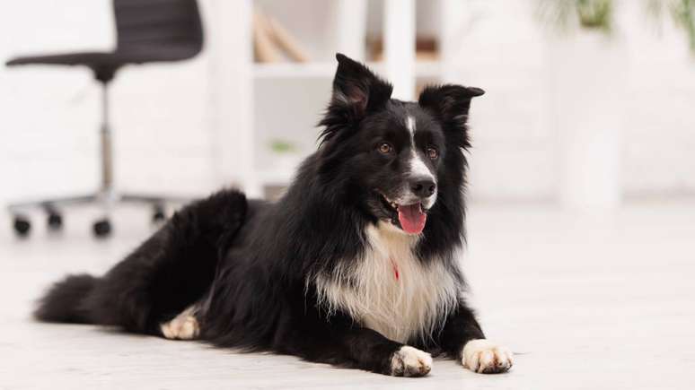 Ra&ccedil;as como Border Collie e Poodle se destacam, mas est&iacute;mulo di&aacute;rio e conviv&ecirc;ncia pr&oacute;xima s&atilde;o t&atilde;o importantes quanto gen&eacute;tica para esse tipo de aprendizado &ndash; depositphotos.com / Ischukigor