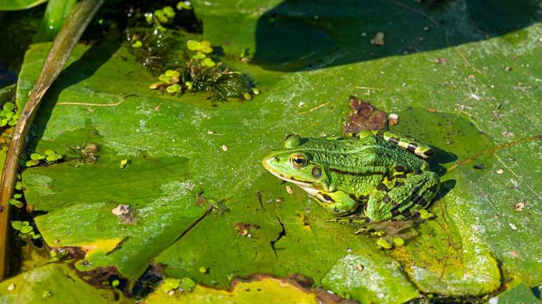 sapos &ndash; depositphotos.com / dan@dc-service.se