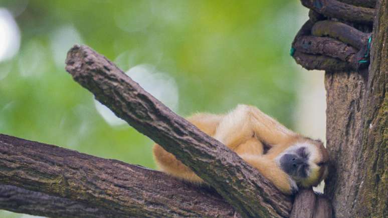 primata &ndash; depositphotos.com / alekseevanatoliy