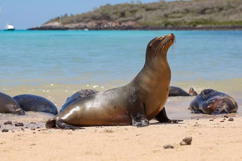 Os le&otilde;es-marinhos conseguem se movimentar com relativa facilidade fora da &aacute;gua 