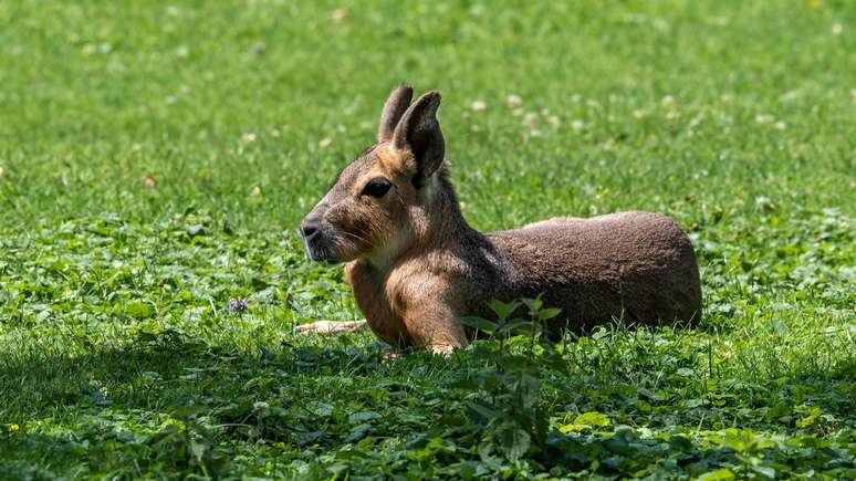 Clima frio, vegeta&ccedil;&atilde;o de estepe e grandes campos abertos criaram o ambiente ideal para a sobreviv&ecirc;ncia do mara na Patag&ocirc;nia argentina &ndash; depositphotos.com / RudiErnst