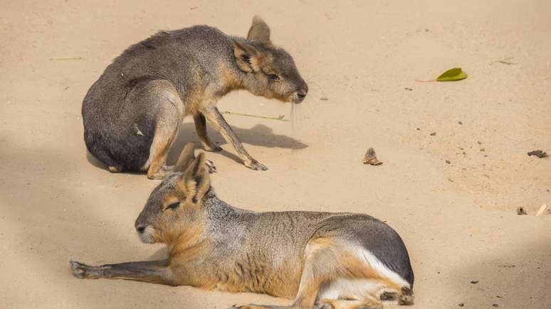 Isolamento geogr&aacute;fico, barreiras naturais e comportamento reprodutivo explicam por que essa esp&eacute;cie end&ecirc;mica nunca se espalhou naturalmente para outros pa&iacute;ses -depositphotos.com / max8xam