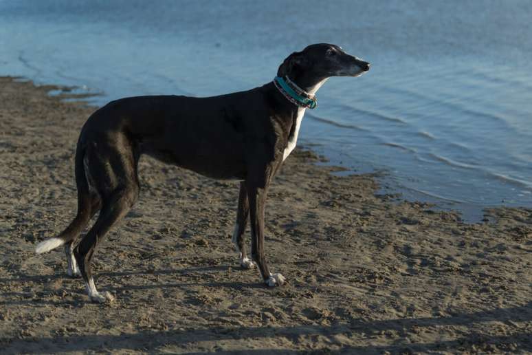 O galgo espanhol &eacute; um cachorro calmo e afetuoso 