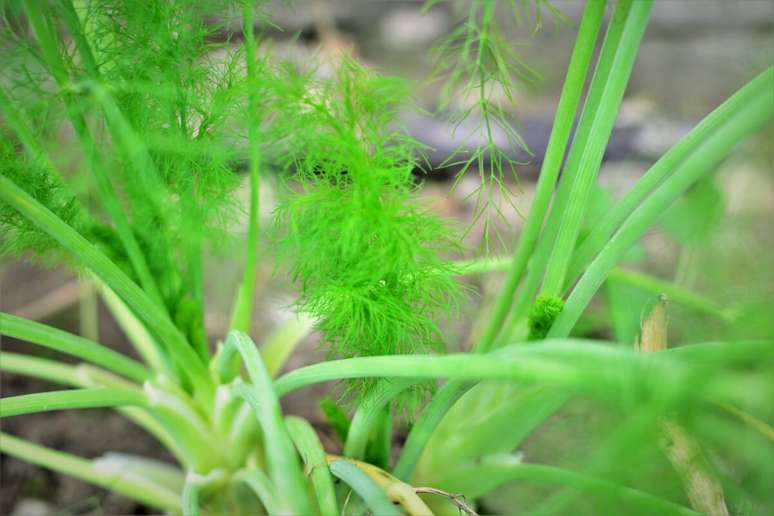 A erva-doce ajuda a fortalecer a imunidade 