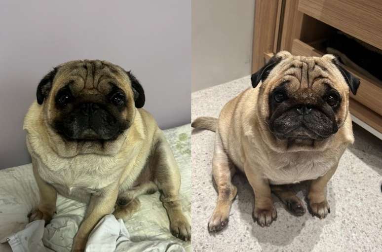 O cachorrinho morreu de hipertermia horas depois de dar entrada em um hotel pet