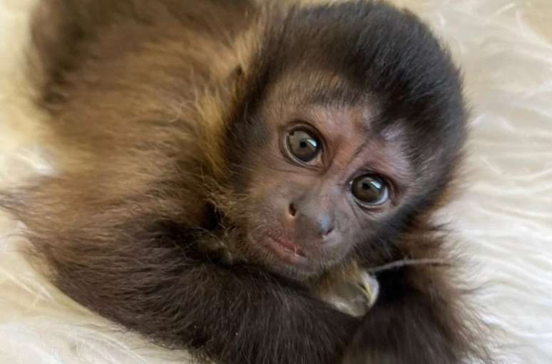 Filhote foi resgatado em seguran&ccedil;a e est&aacute; recebendo cuidados