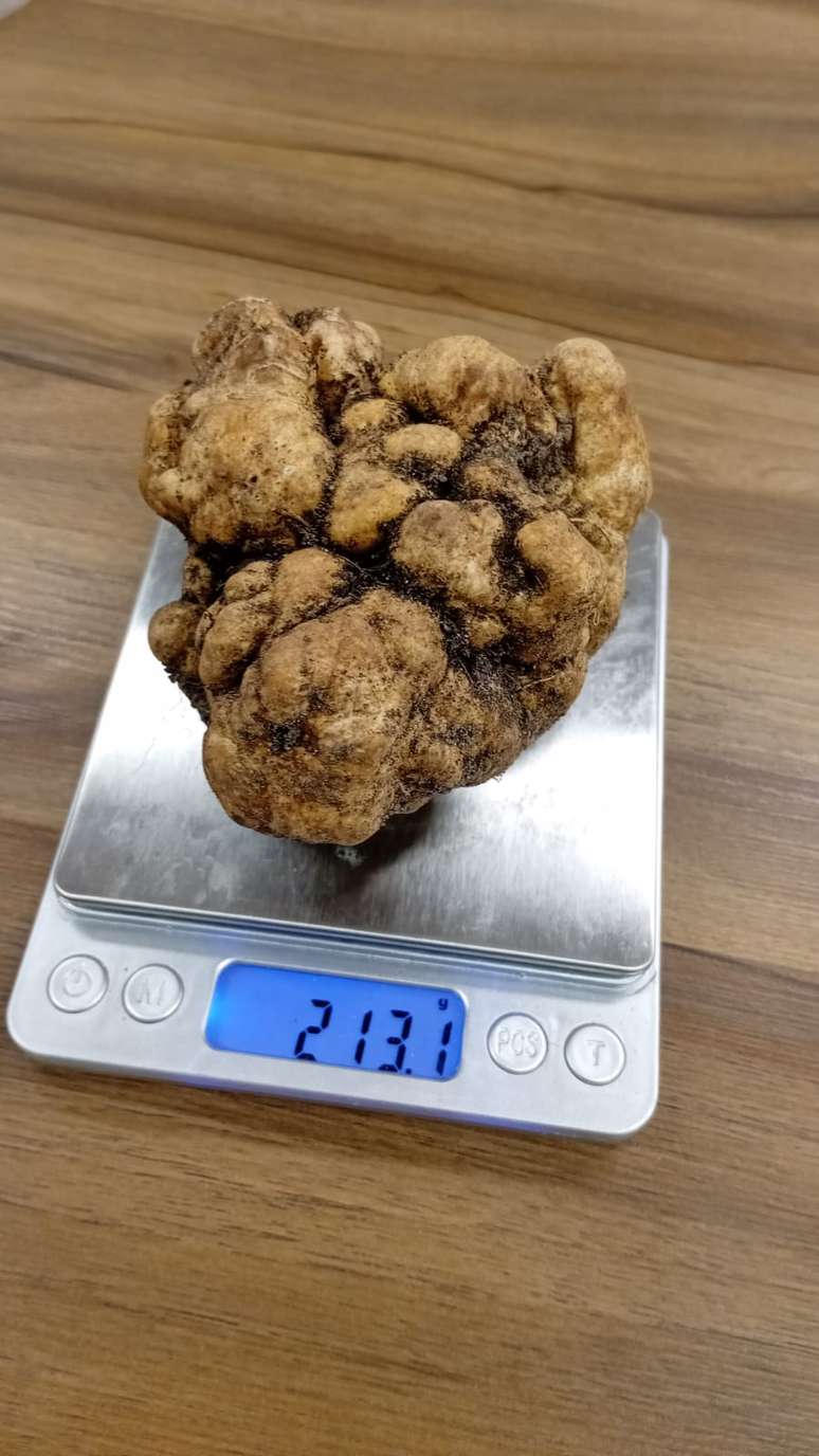 Normalmente, as trufas pesam entre 10 e 20 gramas