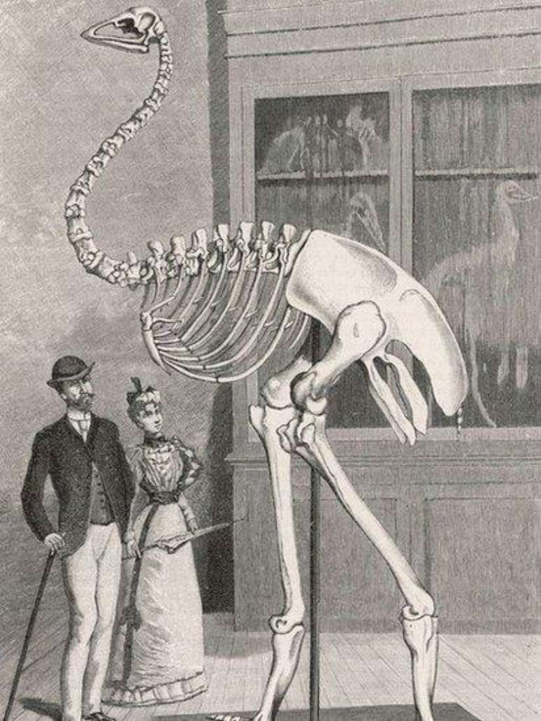 O p&aacute;ssaro-elefante tinha 3m de altura &mdash; e fragmentos da casca dos seus ovos est&atilde;o espalhados pelas praias at&eacute; hoje