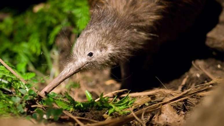 O parente mais pr&oacute;ximo do enigm&aacute;tico p&aacute;ssaro kiwi vem de Madagascar