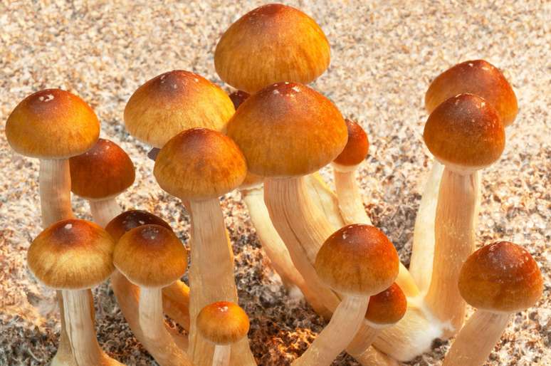 Uma s&eacute;rie de novos estudos indica que as drogas psicod&eacute;licas podem tratar a depress&atilde;o, transtorno obsessivo-compulsivo e TEPT