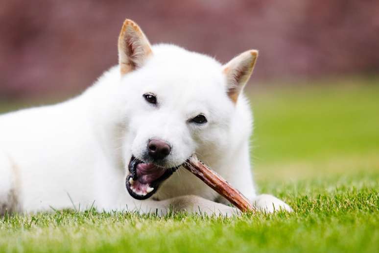 A alimenta&ccedil;&atilde;o do hokkaido deve ser equilibrada e adaptada &agrave;s necessidades dele 