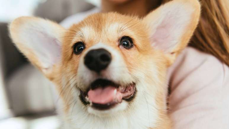 Ao compreender os diferentes tipos de latido, tutores conseguem responder melhor &agrave;s necessidades do c&atilde;o e promover uma conviv&ecirc;ncia mais equilibrada &ndash; depositphotos.com / AllaSerebrina