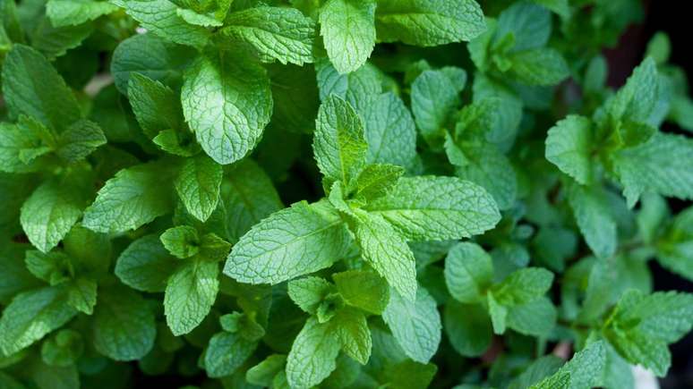 hortel&atilde; &ndash; depositphotos.com / Niko-2