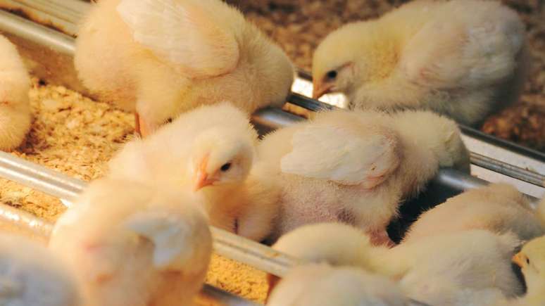 Pintinhos &ndash; depositphotos.com / ezumeimages