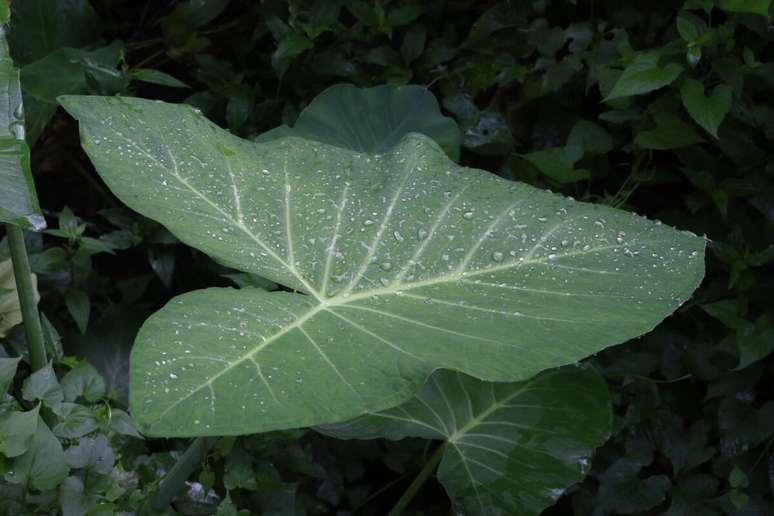 A taioba pode auxiliar no controle da press&atilde;o arterial e reduzir riscos ligados &agrave; hipertens&atilde;o, pois tem pot&aacute;ssio em sua composi&ccedil;&atilde;o nutricional 