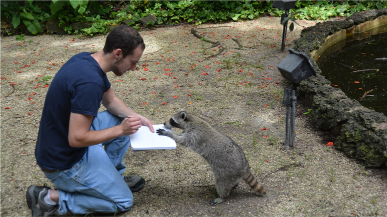Pessoa ajoelhada no ch&atilde;o segurando um caderno, enquanto um guaxinim fica em p&eacute; sobre as patas traseiras para tamb&eacute;m olhar para o caderno