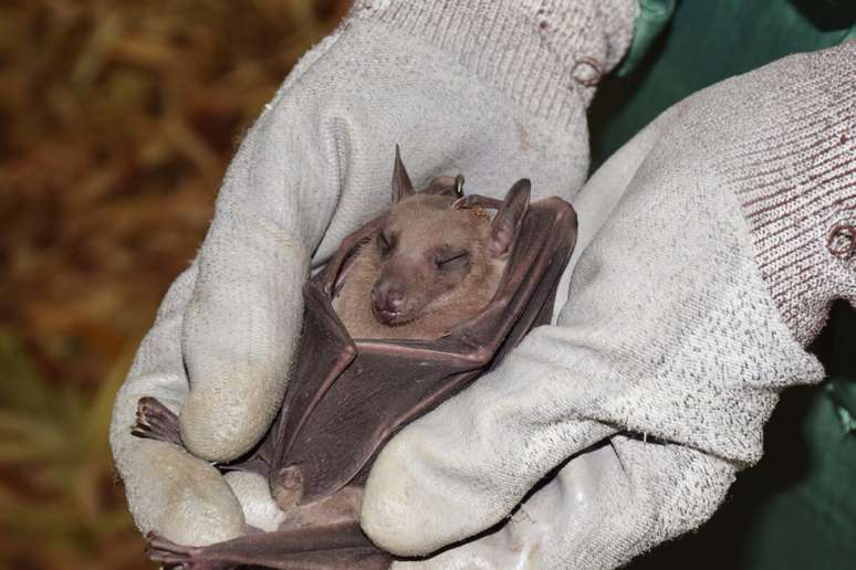 Algumas esp&eacute;cies de morcego podem viver mais de 30 anos 