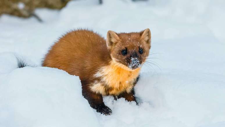 Arminho &ndash; depositphotos.com / wujekspeed