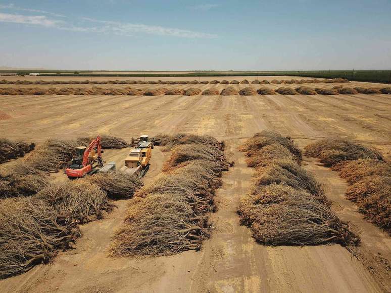 Fileiras com dezenas de amendoeiras mortas se encontram em um campo aberto com equipamentos usados para remov&ecirc;-las.