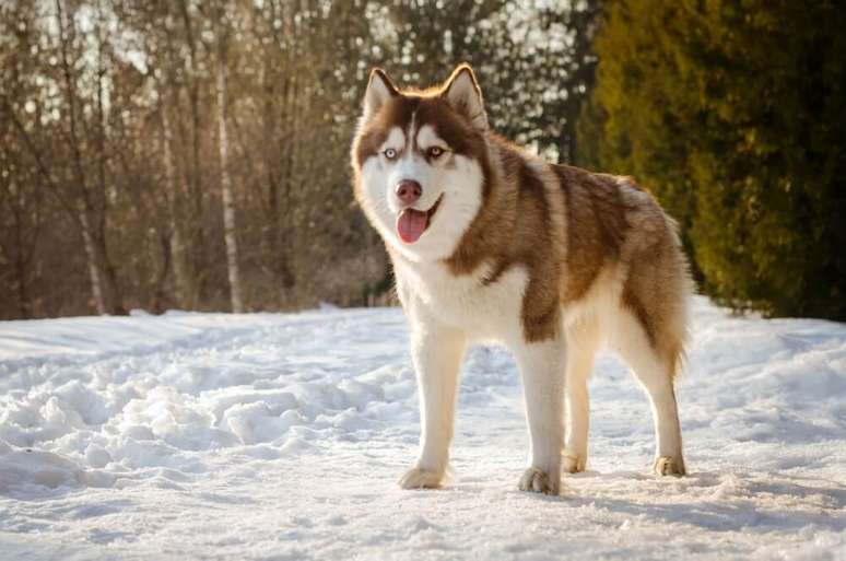 O husky &eacute; conhecido pelo comportamento independente, soci&aacute;vel e brincalh&atilde;o 