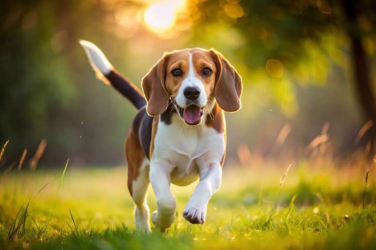 O beagle &eacute; um c&atilde;o soci&aacute;vel, alegre e curioso, que adora explorar ambientes novos 