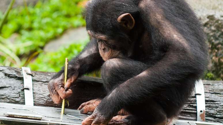 Os chimpanz&eacute;s demonstram um uso sofisticado de ferramentas, como usar um graveto para pegar frutas de uma caixa