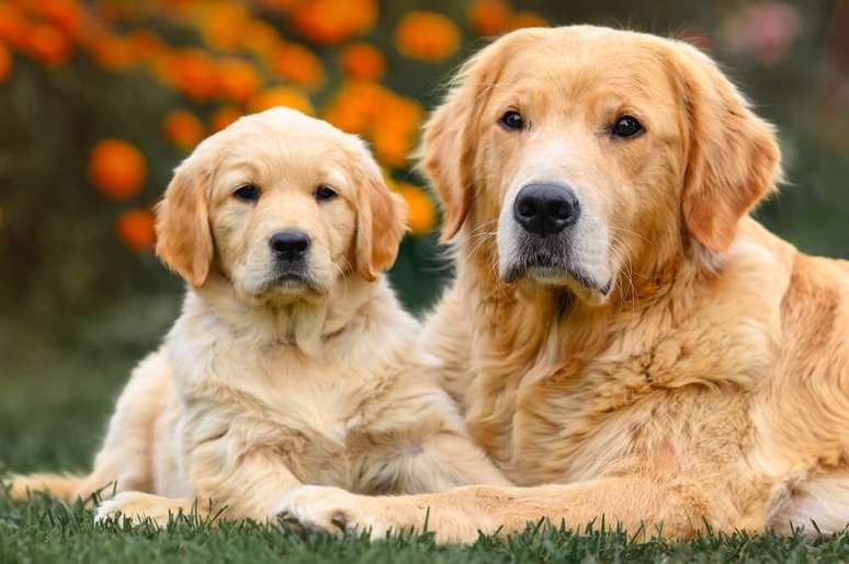 O labrador retriever gosta de explorar ambientes, brincar com objetos diferentes e participar de tudo o que o tutor faz 