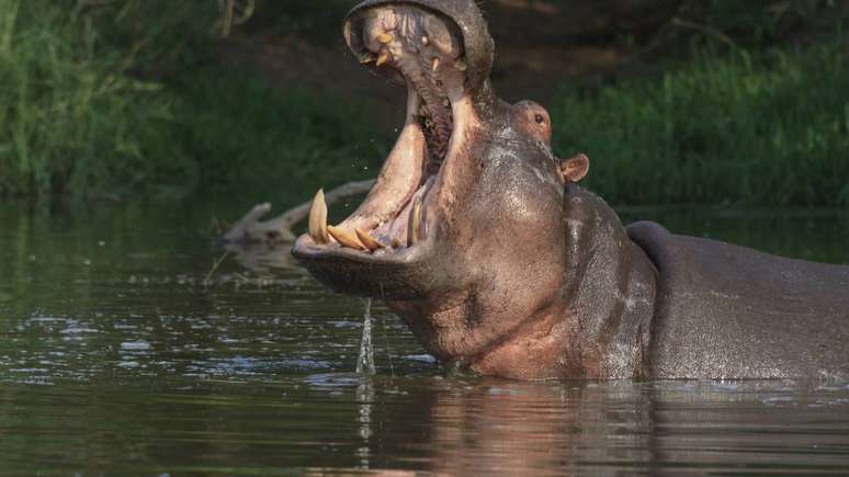 Essa pot&ecirc;ncia ajuda a explicar por que o hipop&oacute;tamo est&aacute; entre os animais mais perigosos da &Aacute;frica, apesar da apar&ecirc;ncia calma &ndash; depositphotos.com / njscheepers