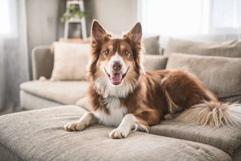 O pastor australiano gosta de aprender, explorar tarefas novas e participar da rotina da casa 