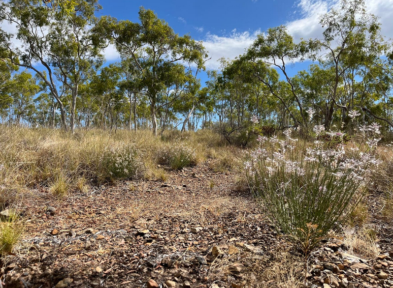 A planta foi redescoberta por um horticultor na Austr&aacute;lia